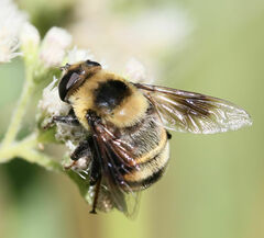 Eristalis flavipes
