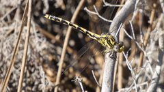 Onychogomphus uncatus