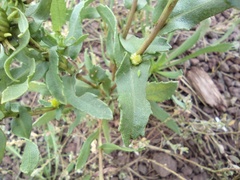 Grindelia nuda aphanactis