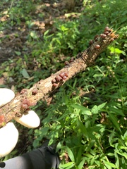 Ascocoryne sarcoides