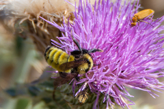 Bombus borealis