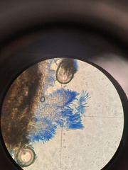 Lachnellula