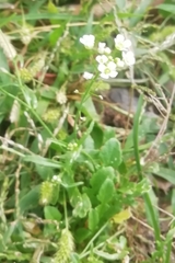 Capsella