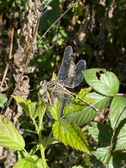 Dromogomphus spoliatus