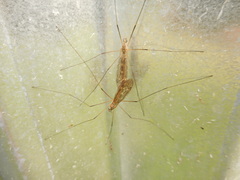 Tipula