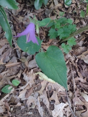 Campanula rapunculoides