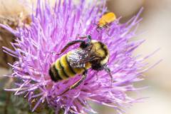 Bombus borealis