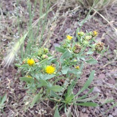 Grindelia nuda aphanactis
