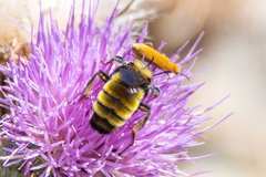 Bombus borealis