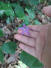 Campanula rapunculoides