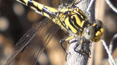 Onychogomphus uncatus