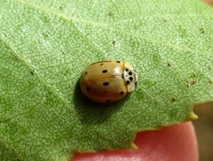 Adalia decempunctata