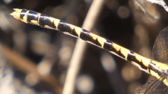 Onychogomphus uncatus