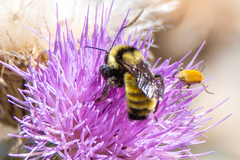 Bombus borealis
