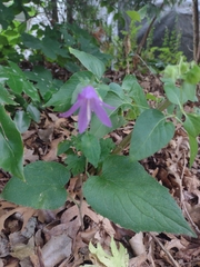 Campanula rapunculoides