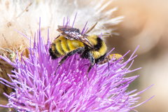 Bombus borealis