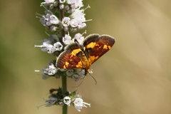 Pyrausta orphisalis