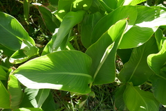 Alisma plantago-aquatica