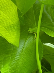 Hyla arborea