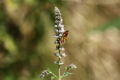 Pyrausta orphisalis