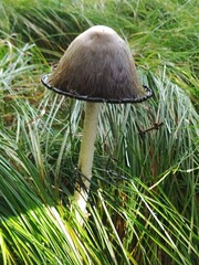Coprinus