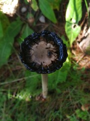 Coprinus
