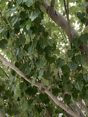 Populus