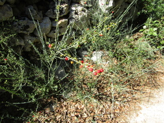 Osyris alba