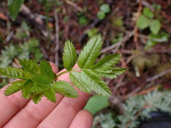 Sorbus sitchensis