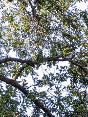 Amazona finschi