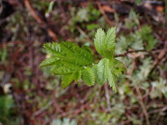 Sorbus sitchensis