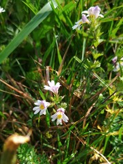 Euphrasia officinalis