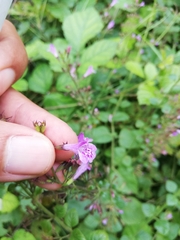 Clinopodium grandiflorum