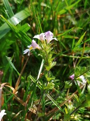 Euphrasia officinalis
