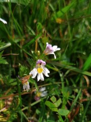 Euphrasia officinalis