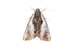 Catocala ultronia