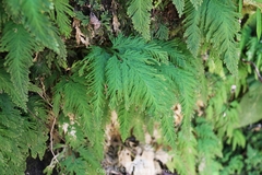Selaginella moellendorffii