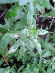 Podosphaera epilobii