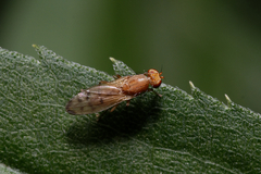 Opomyza