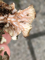 Peltigera neckeri