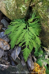 Selaginella moellendorffii