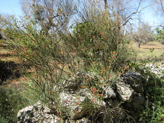 Osyris alba
