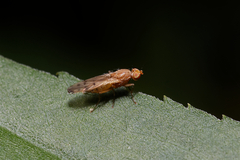 Opomyza