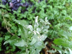 Podosphaera epilobii