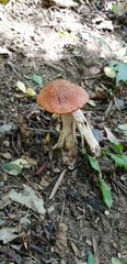 Leccinum versipelle