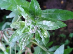 Podosphaera epilobii