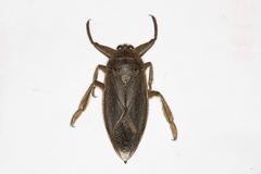 Lethocerus americanus
