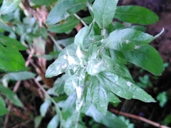 Podosphaera epilobii