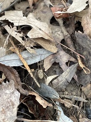 Oligolophus tridens