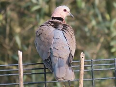 Streptopelia semitorquata